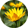 wildflowersmich.org